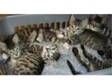 5 Gorgeous Kittens For Sale. 5 Healthy gorgeous....