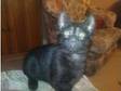 3 Adorable kittens for sale. 3 Adorable kittens all....