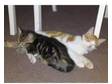 Kittens For Sale!!!!!. I Have two kittens for sale! One....