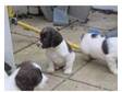 Beautiful English Springer Spaniel Puppies. Now we are....