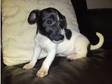 Jack russel for sale. Hi Ive got one female jack russell....