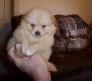 Pomeranian Puppies For Loving Homes