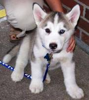 Jakie The Gorgeous Kc Blue Eyes Siberian Husky Puppies