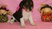 Beagle Puppies For Adoption