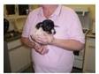 jack russell puppies 2 boys 1 girl black and white 10....