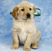 Labradoodle These puppies are playful and full of fun! Raised on a fa