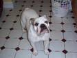 REWARD FOR MISSING BULLDOG Molly is our beautiful....