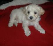 Cute and lovely Havanese Puppies for good and lovely home