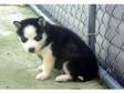 Male and female Siberian Husky Puppies for caring homes.....