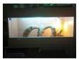 1 Adult Female Bearded Dragon   tank and accessories. I....